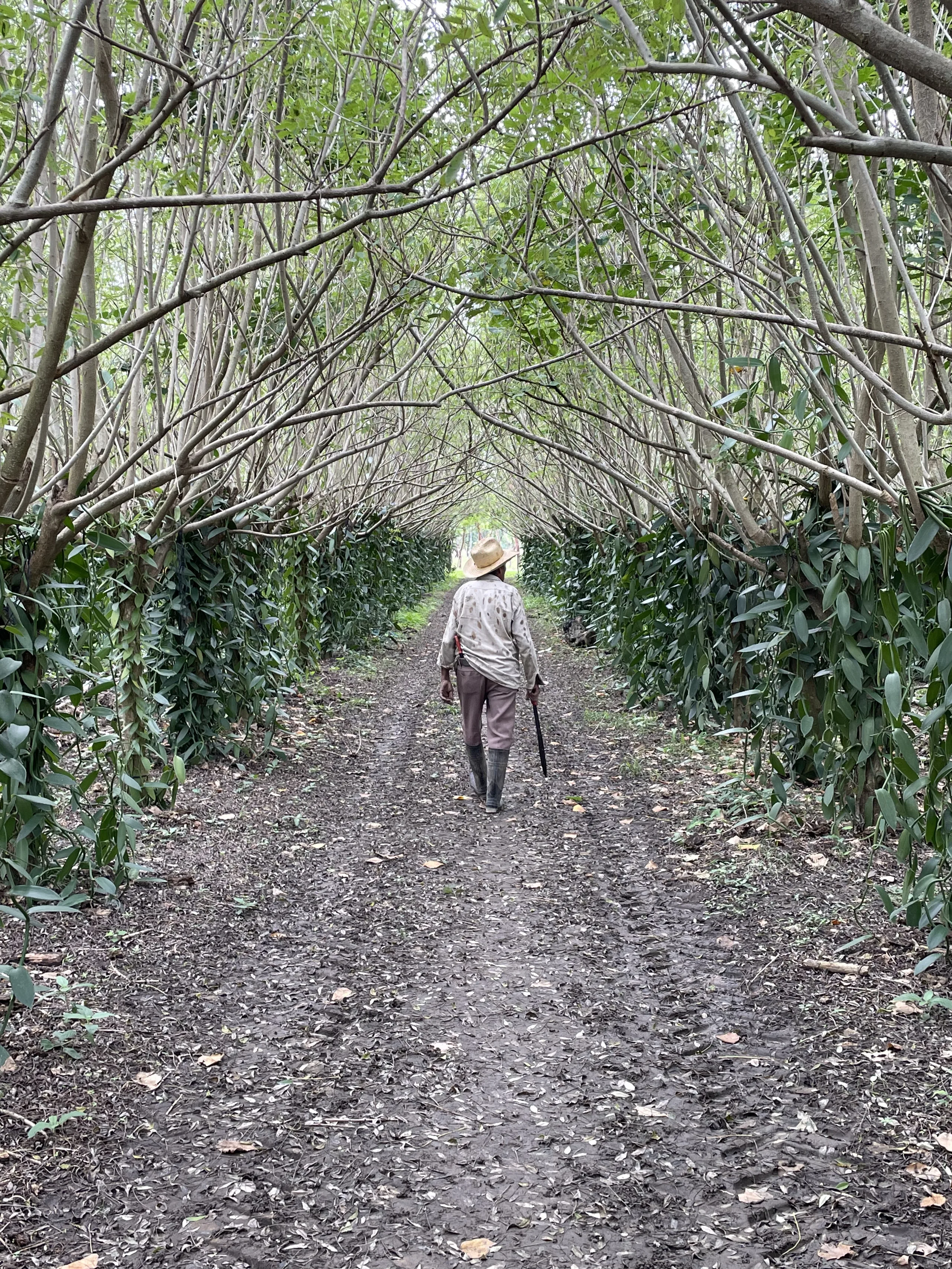 Cultivo de vainilla, San Rafael, Veracruz